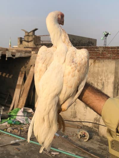 Parrot beak female