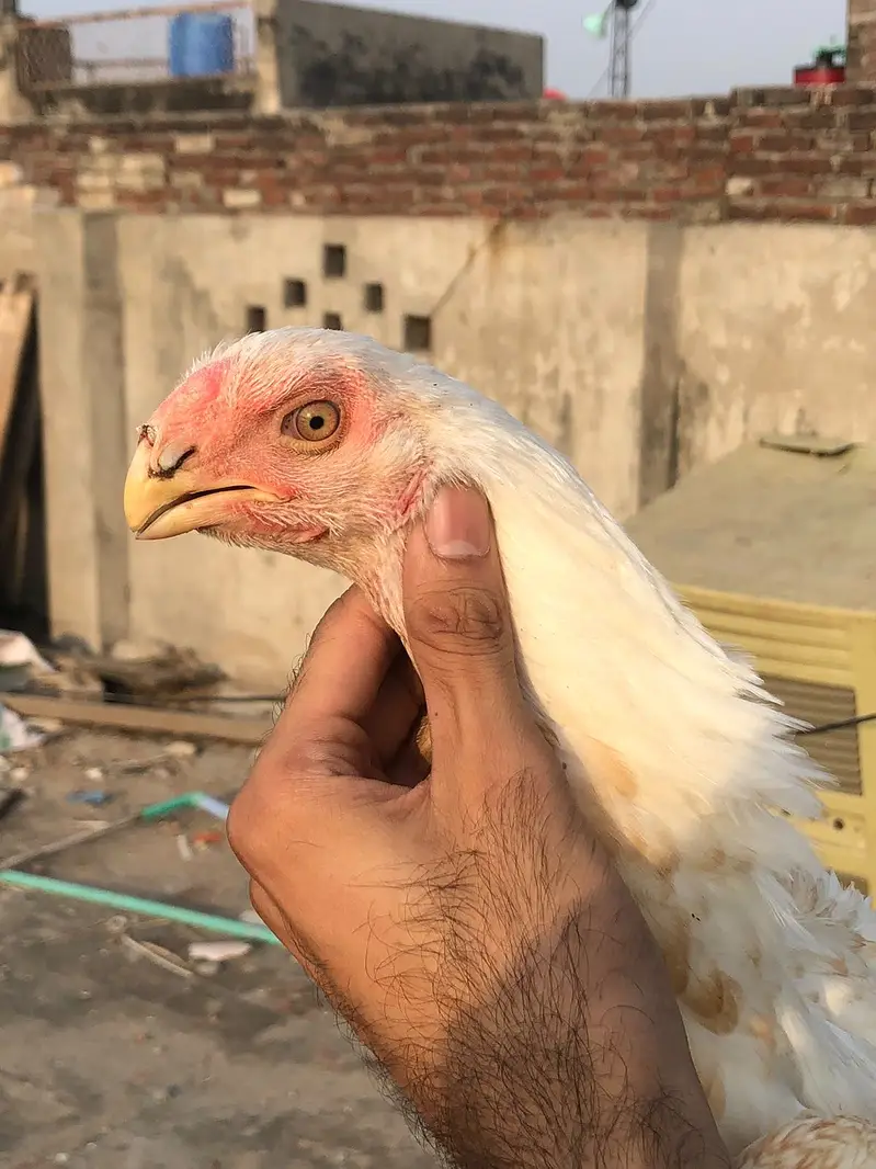 Parrot beak female — photo 4