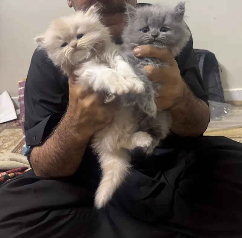 Persian kitten