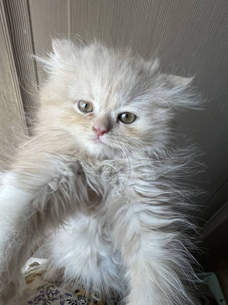 Persian kitten 1