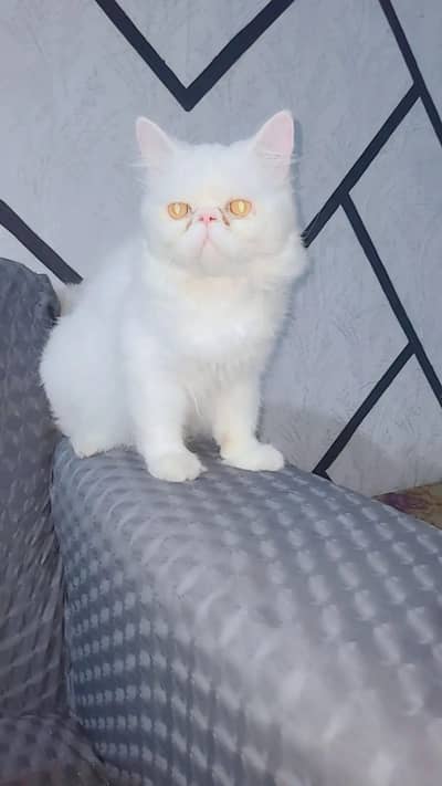 Peke Face Pure Persian cat for Sale