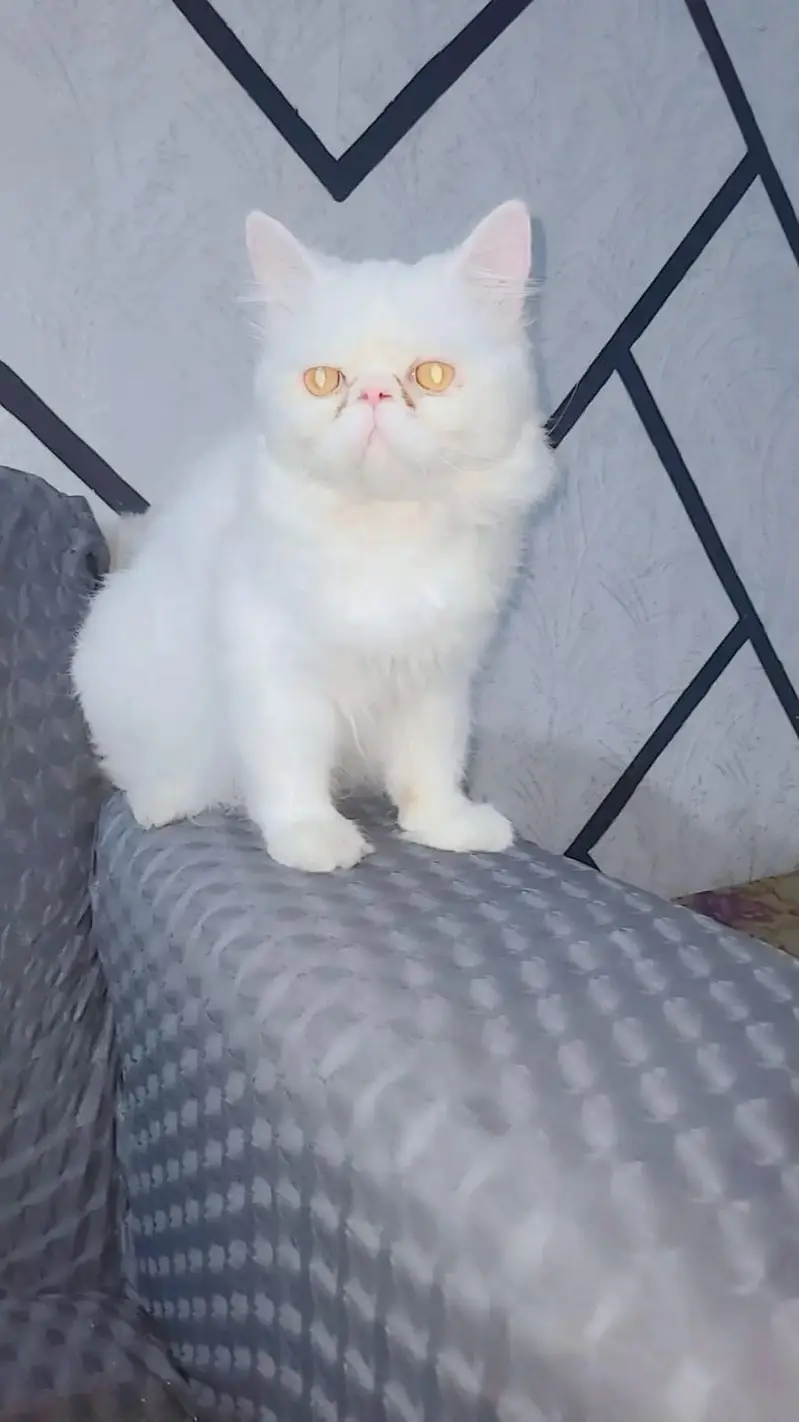 Peke Face Pure Persian cat for Sale