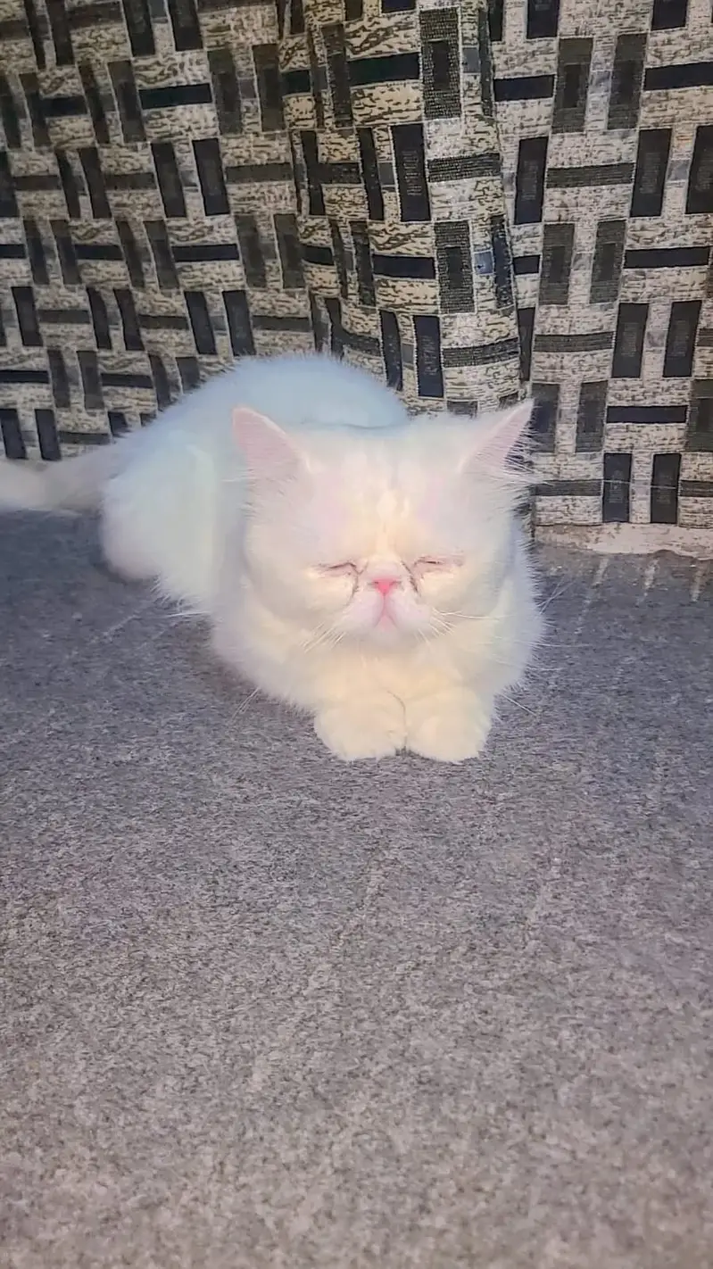 Peke Face Pure Persian cat for Sale — photo 2