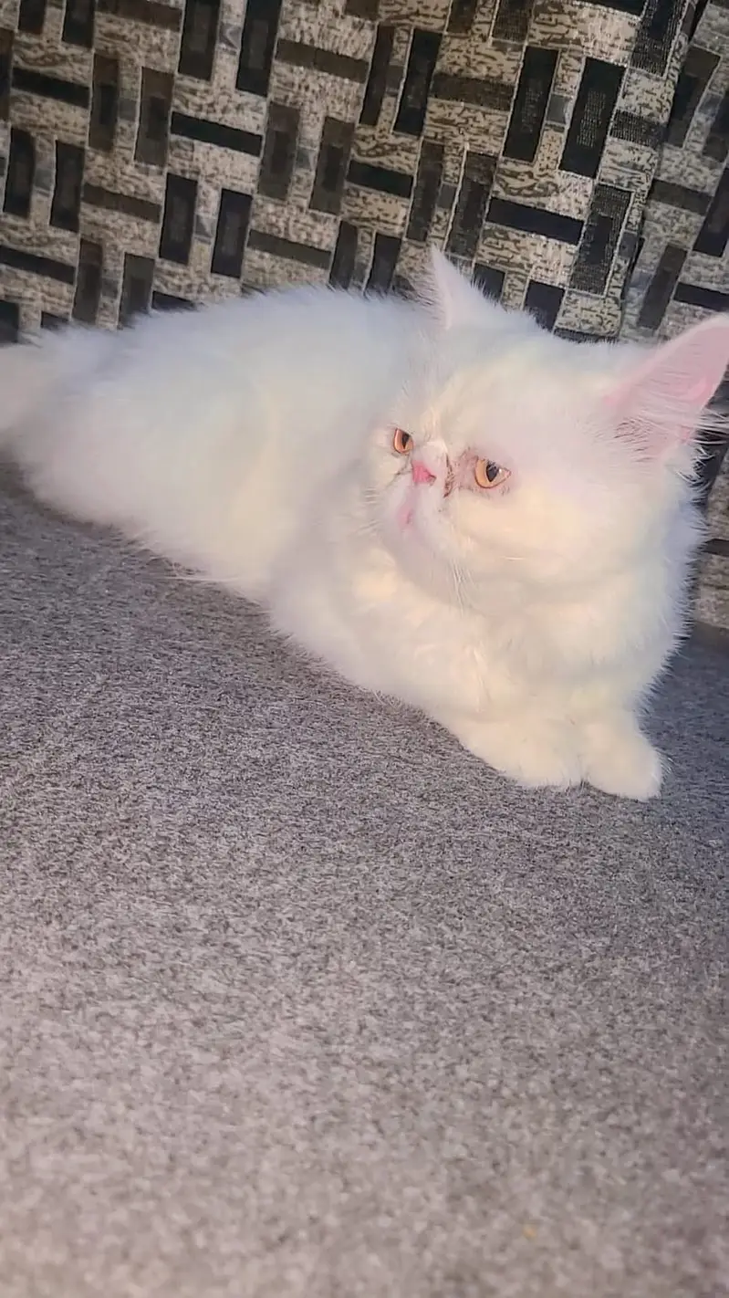 Peke Face Pure Persian cat for Sale — photo 3