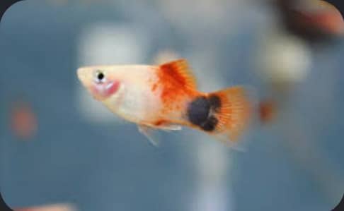 fish for sale