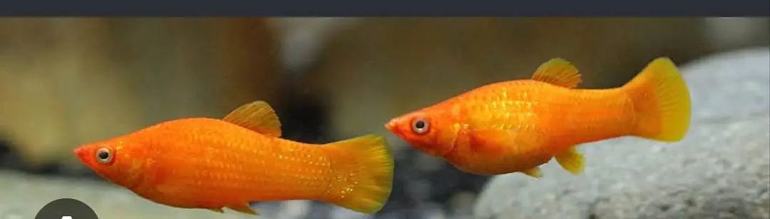 fish for sale — photo 2