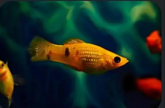 fish for sale — photo 3