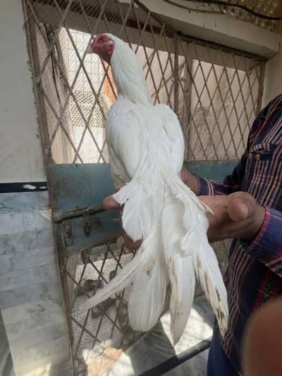 pure heera aseel murga