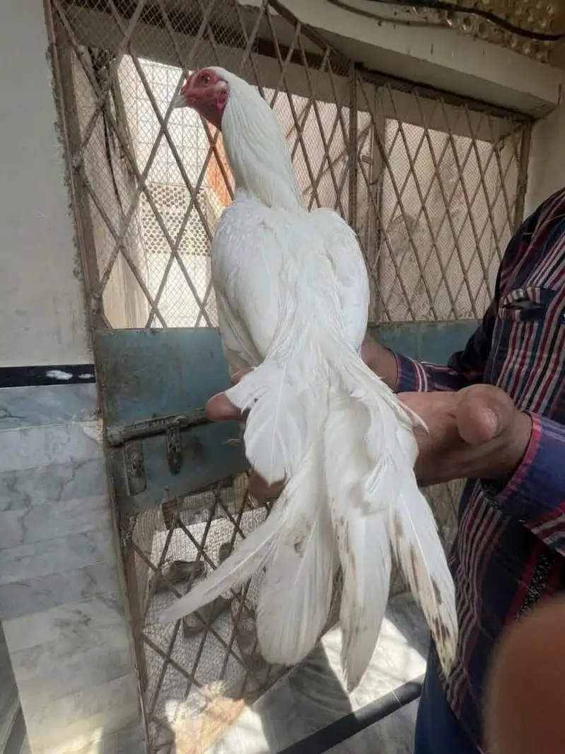 PURE PAPER WHITE HEERA MURGA