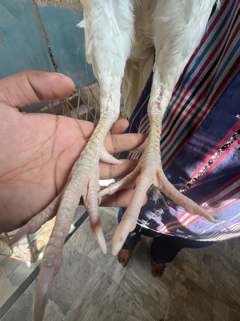 PURE PAPER WHITE HEERA MURGA — photo 3
