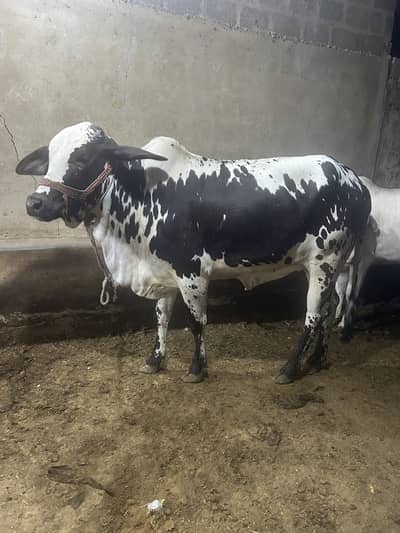 2 daant bachri. Qurbani 2027. Palai also available