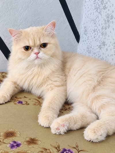 Pure Persian Cat for Sale