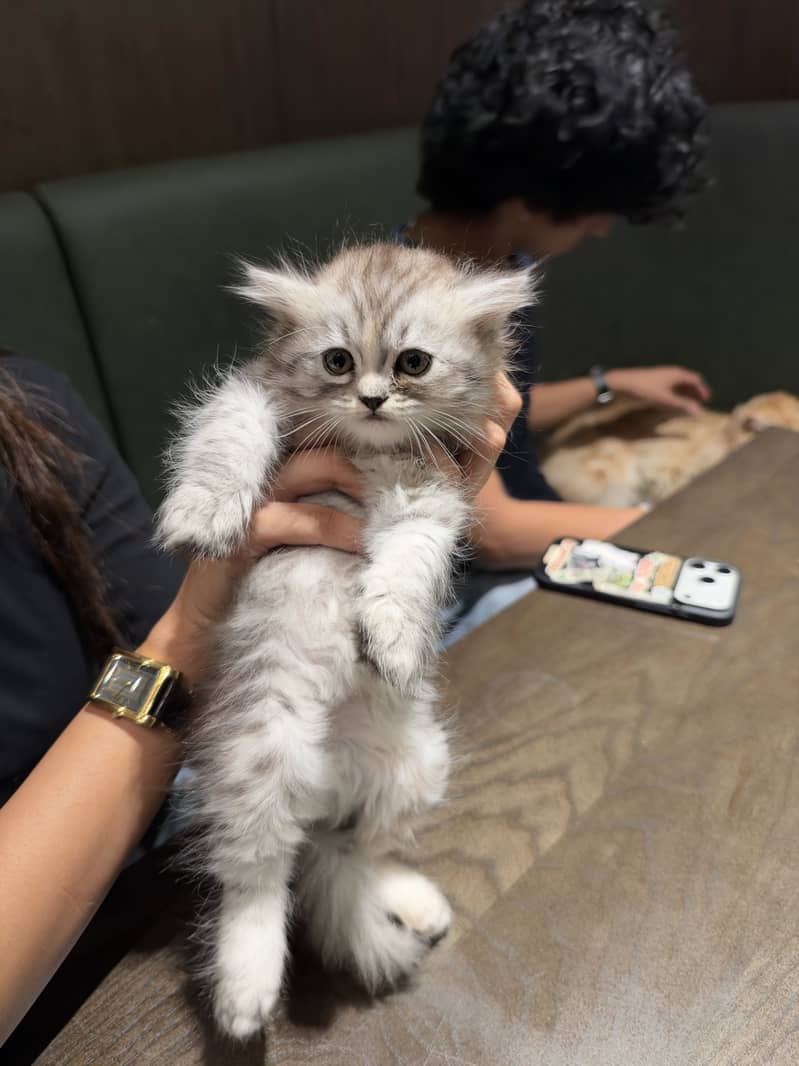 Persian Kitten 0