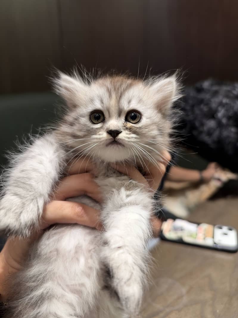 Persian Kitten 1