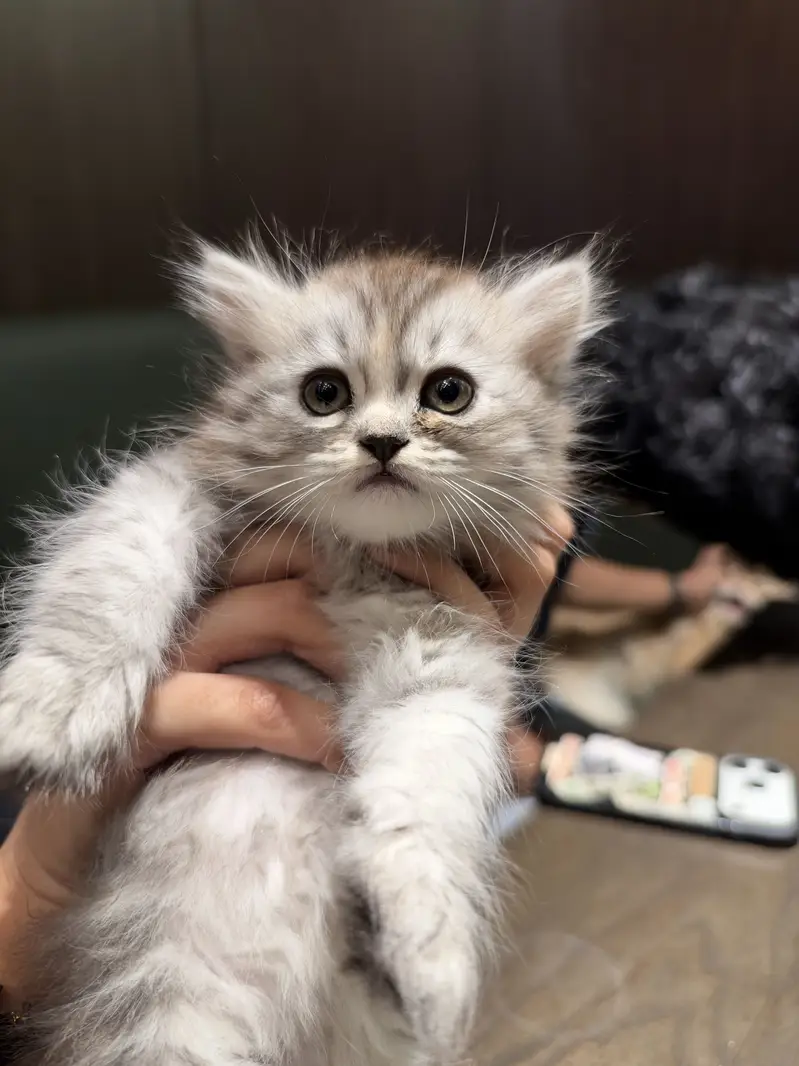 Persian Kitten — photo 2