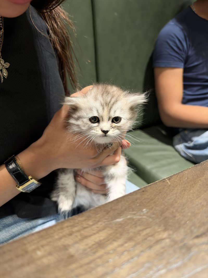 Persian Kitten 2