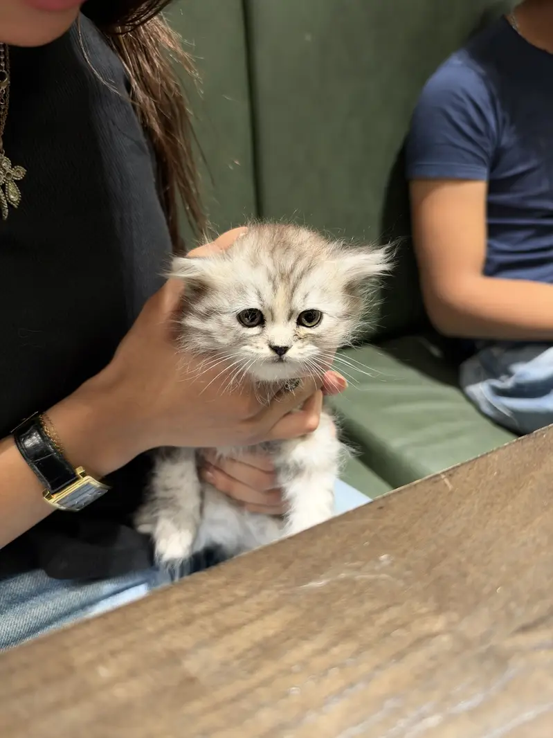 Persian Kitten — photo 3