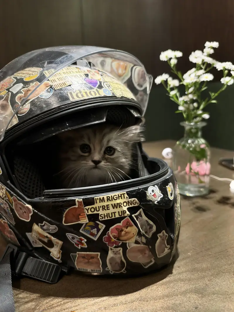 Persian Kitten — photo 4