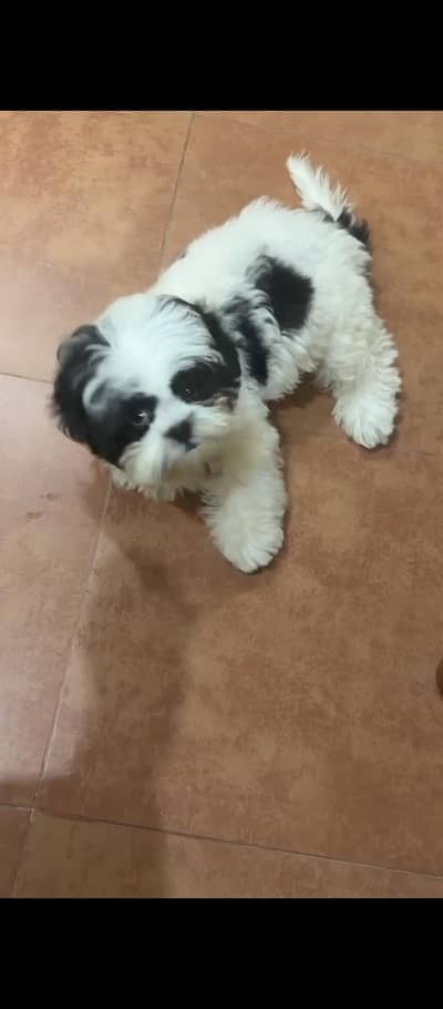 Shihtzu dog