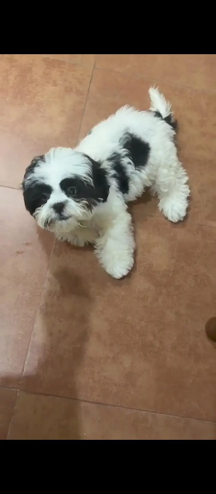 Shihtzu dog — photo 2