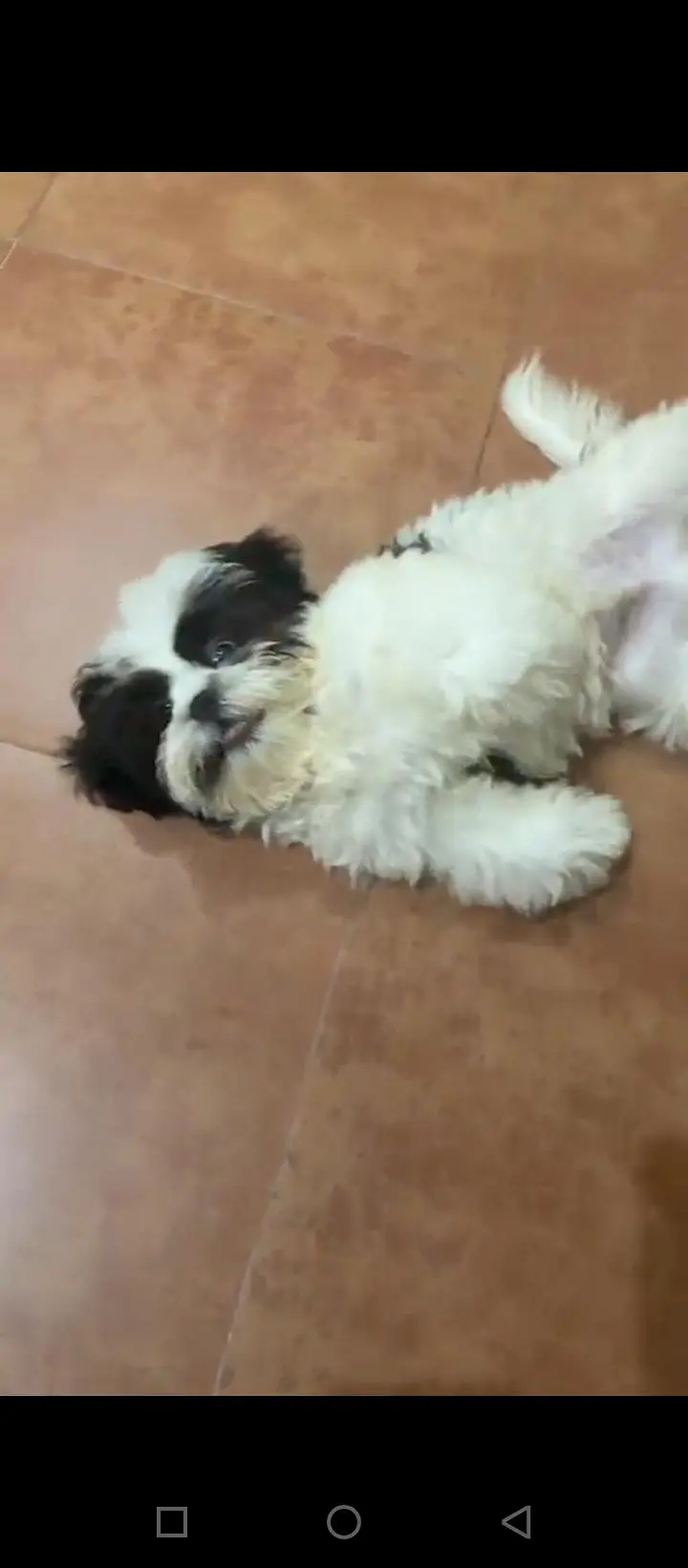 Shihtzu dog — photo 3