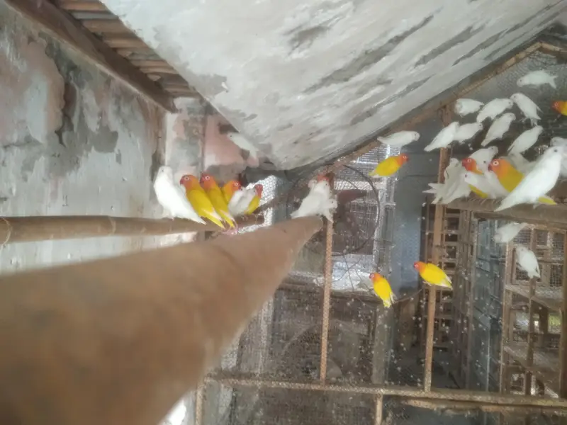 Lutinos and Albino Lovebirds