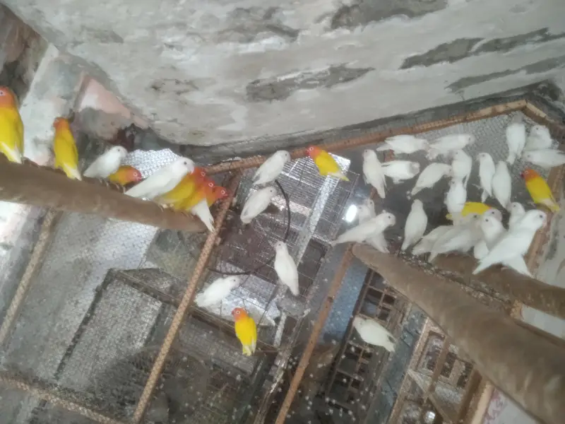 Lutinos and Albino Lovebirds — photo 2