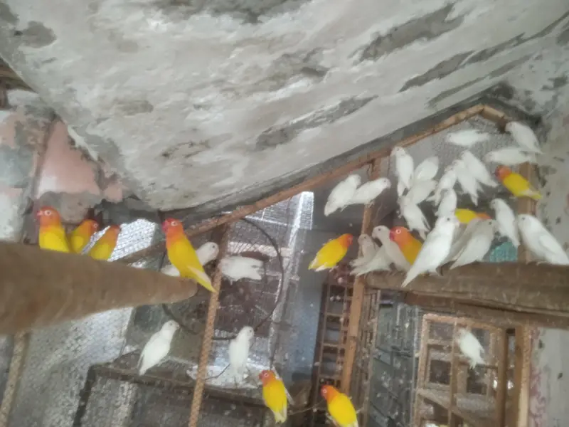 Lutinos and Albino Lovebirds — photo 3