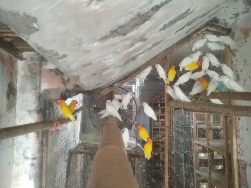 Lutinos and Albino Lovebirds — photo 4