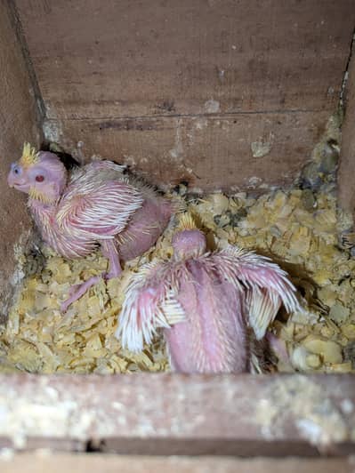 handtame cocktail chicks