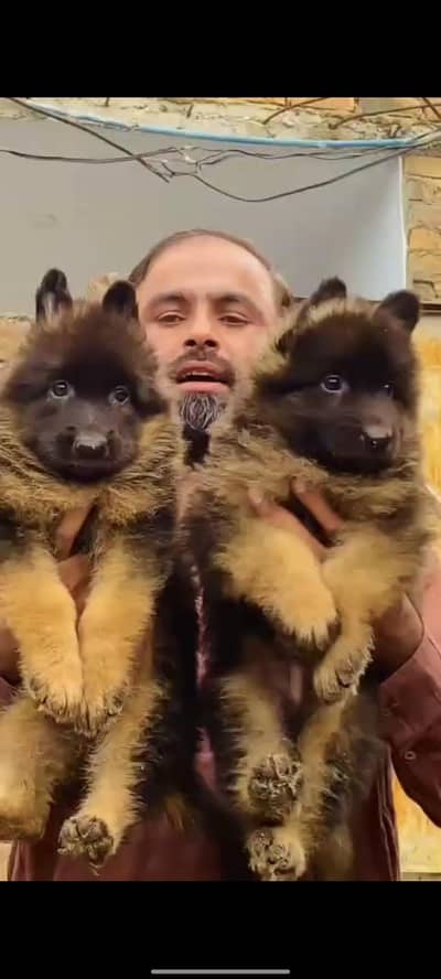 German shepherd puppies long cot