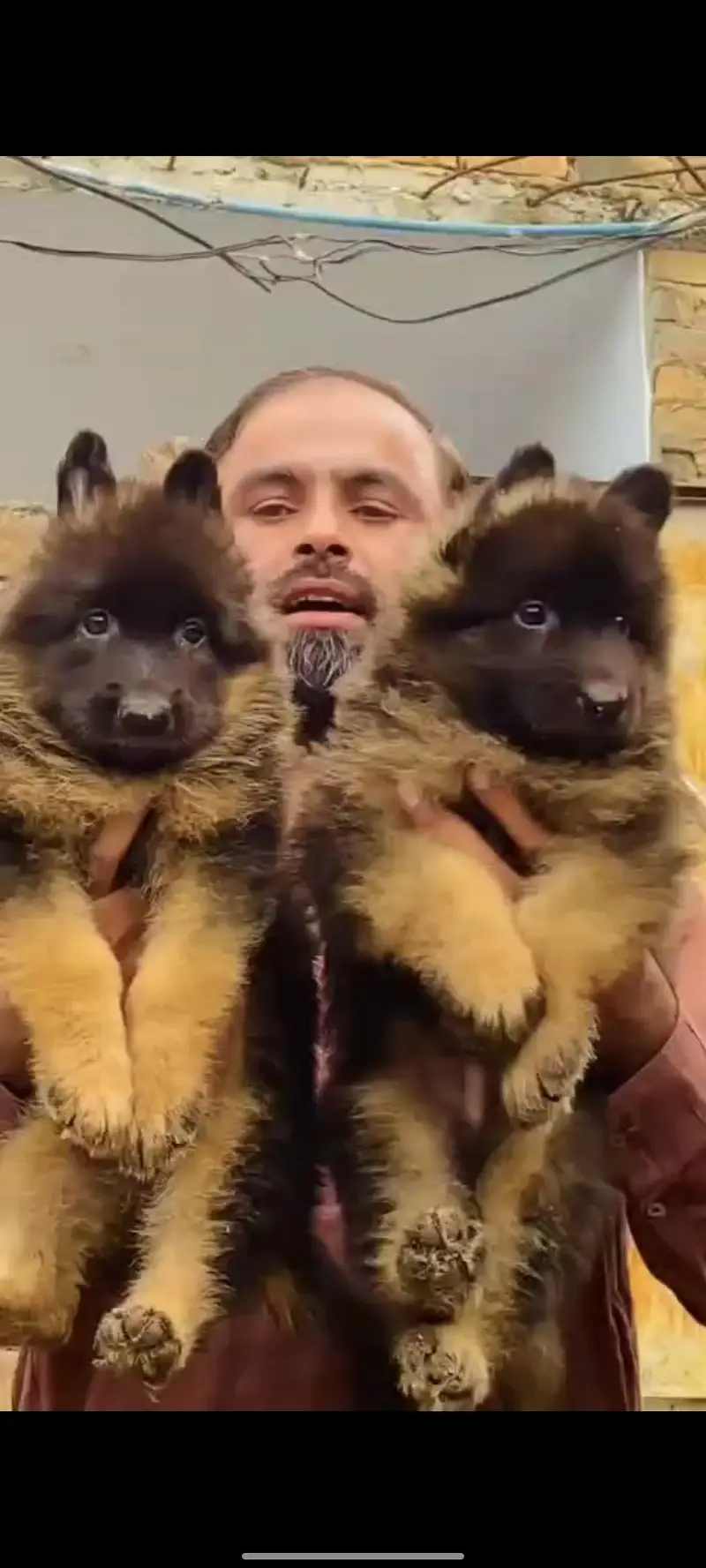 German shepherd puppies long cot