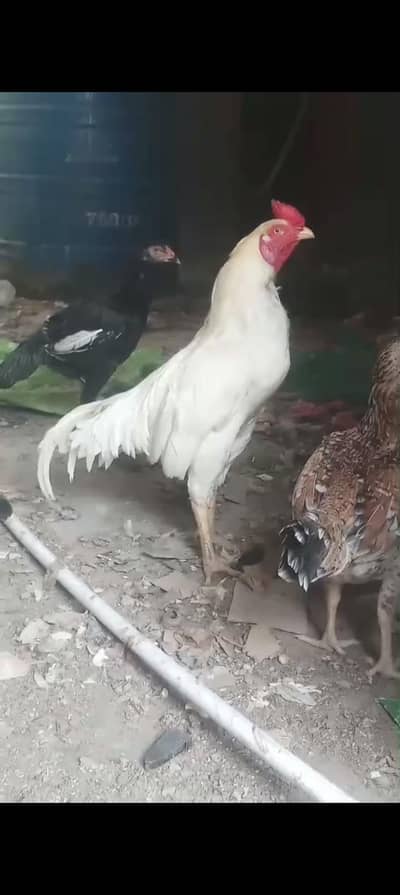 heera aseel male available huge size health and active mashallah