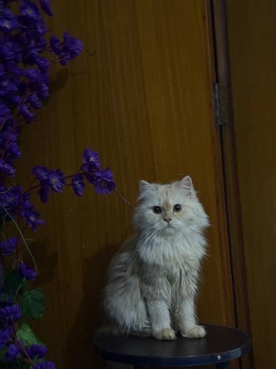 white Persian kitten|Triple long coated|punch Face| cute kittens