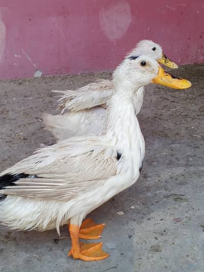 Exchange Other Animal 03208782463