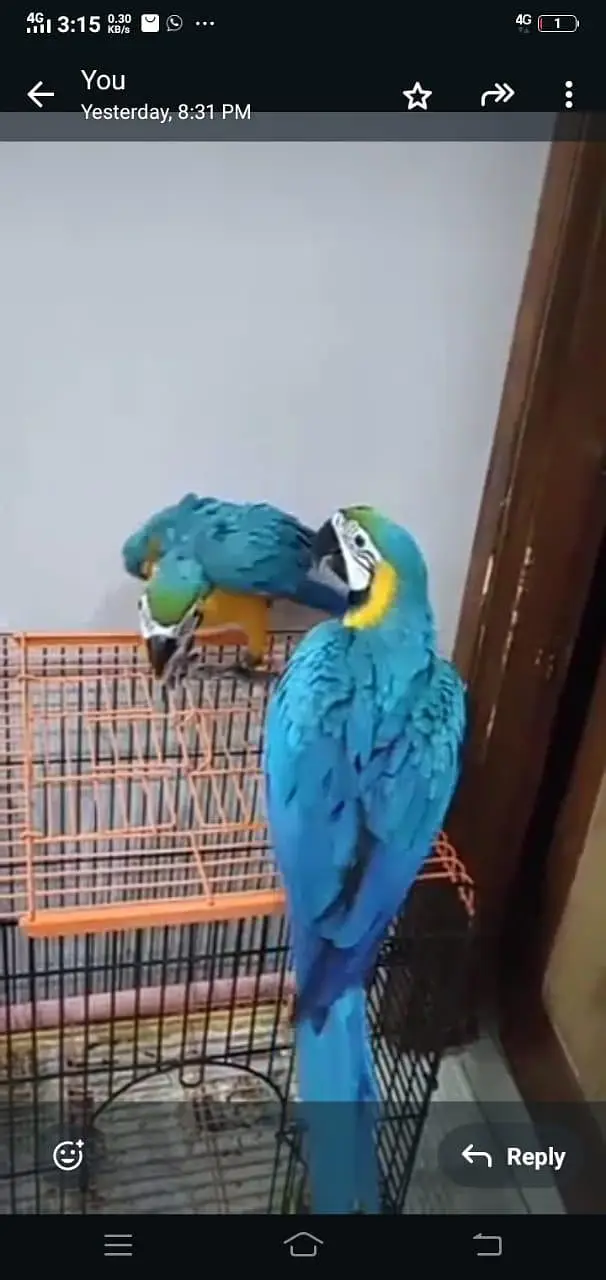 blue macaw parrot for sale good looking 03361194076