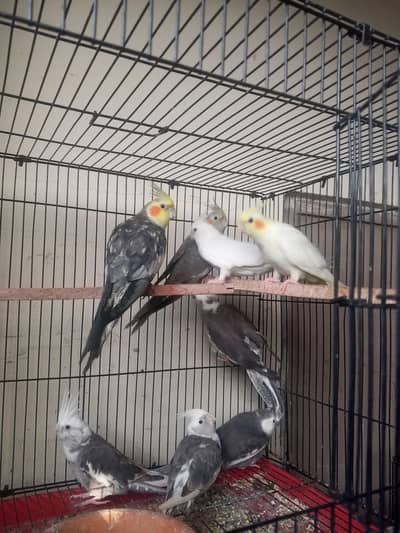 cocktile pic for sell