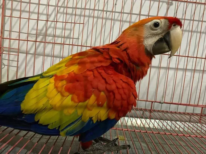 red Macau parrot for sale good looking 03361194076