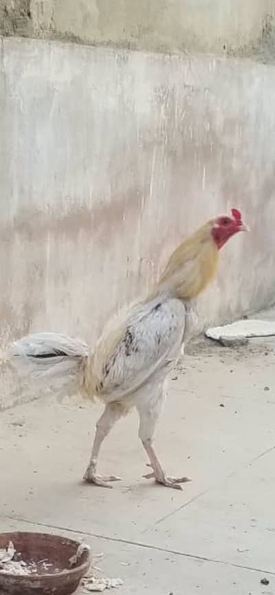 Aeel Murga
