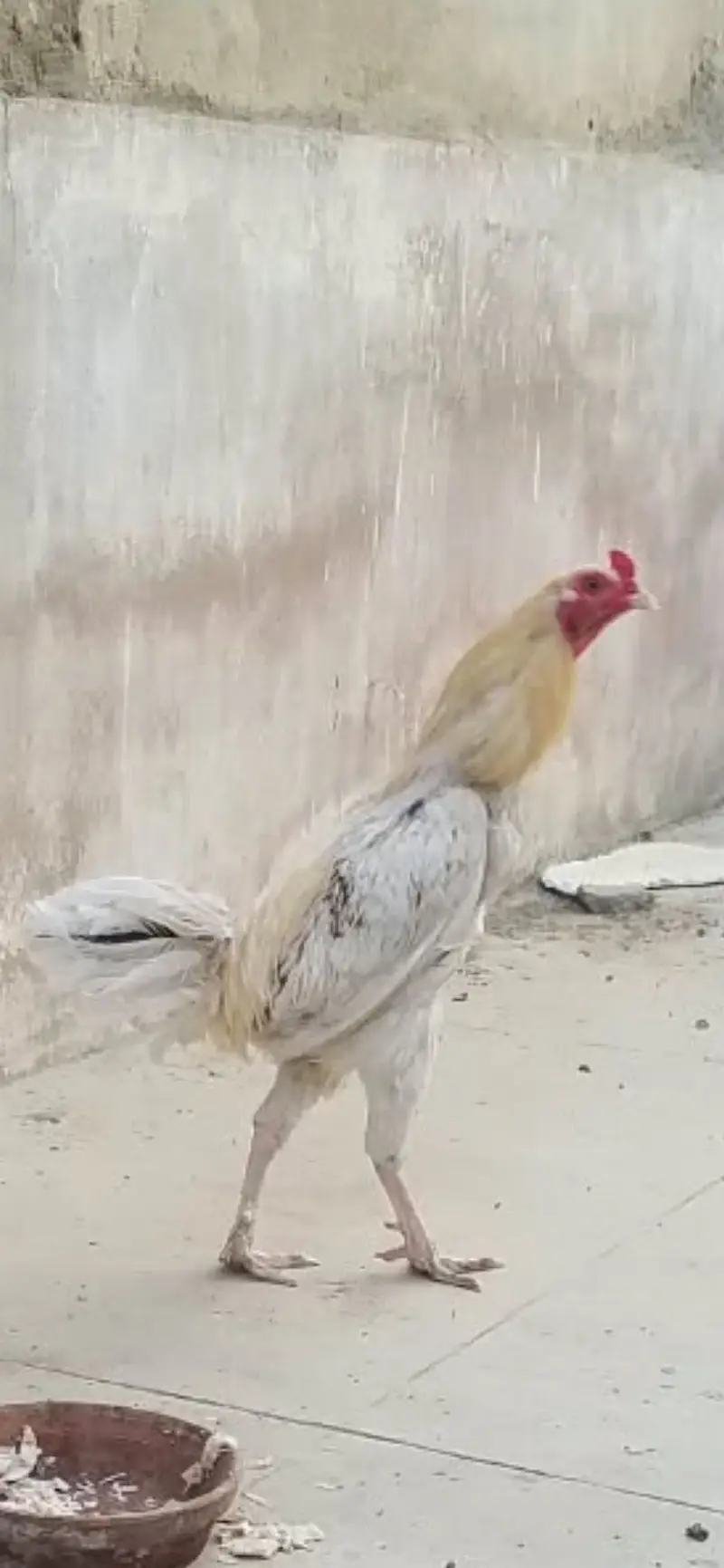 Aeel Murga