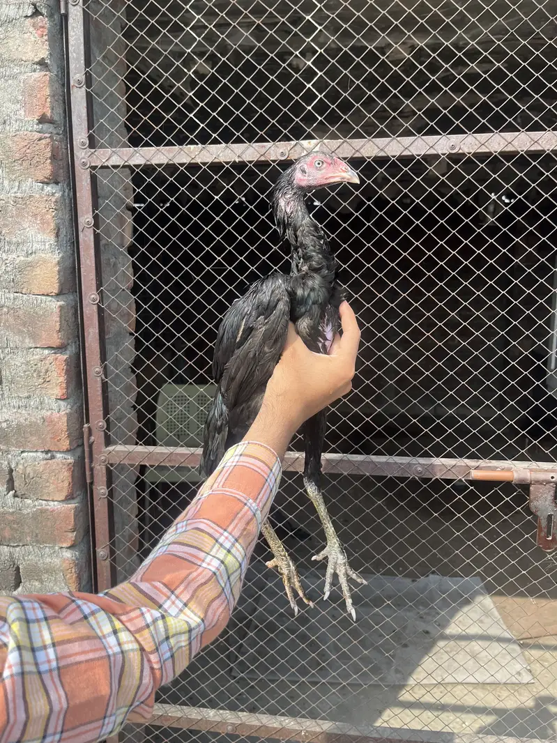 Top quality pathiya — photo 2