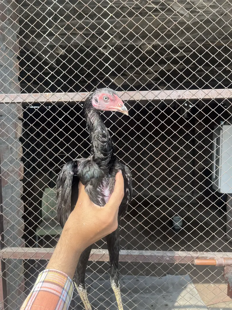 Top quality pathiya