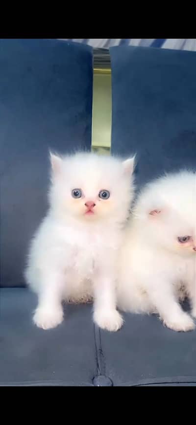 6coded Persian 15k 1 Kitten
