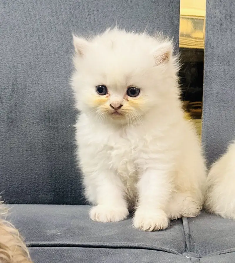 6coded Persian 15k 1 Kitten — photo 2