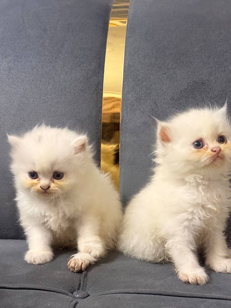 6coded Persian 15k 1 Kitten 2