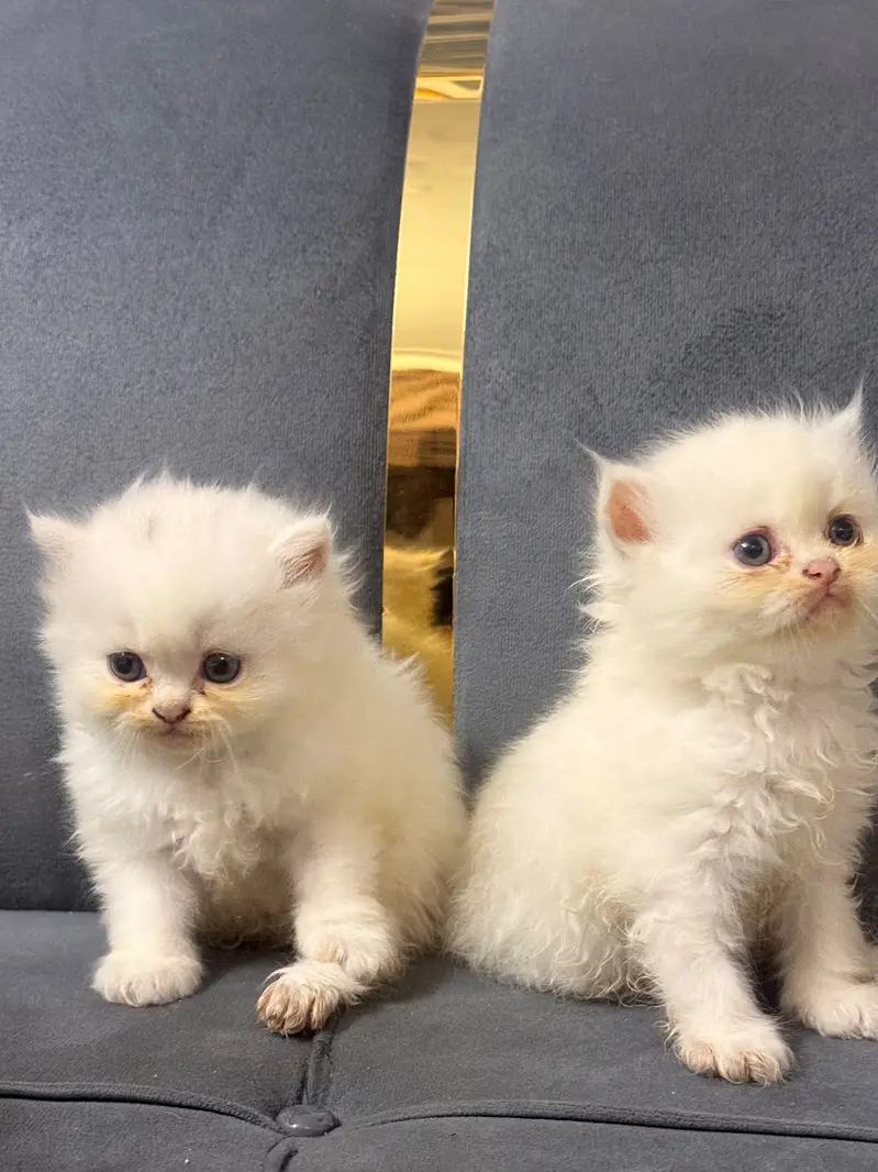 6coded Persian 15k 1 Kitten — photo 3
