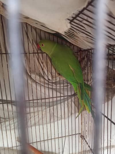 Green RingNeck Adult Female