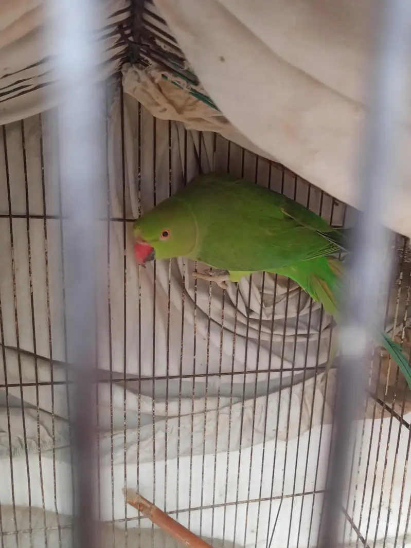 Green RingNeck Adult Female — photo 2