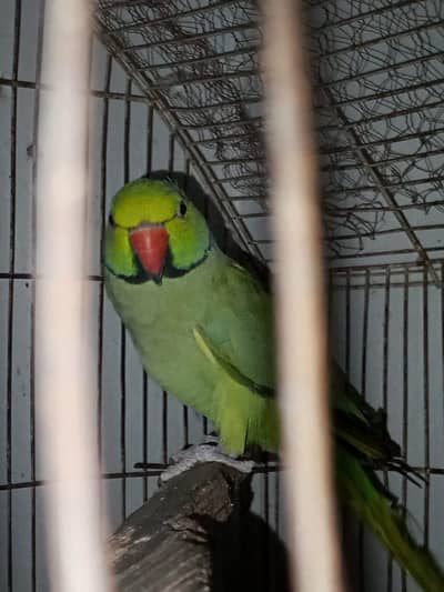 males available