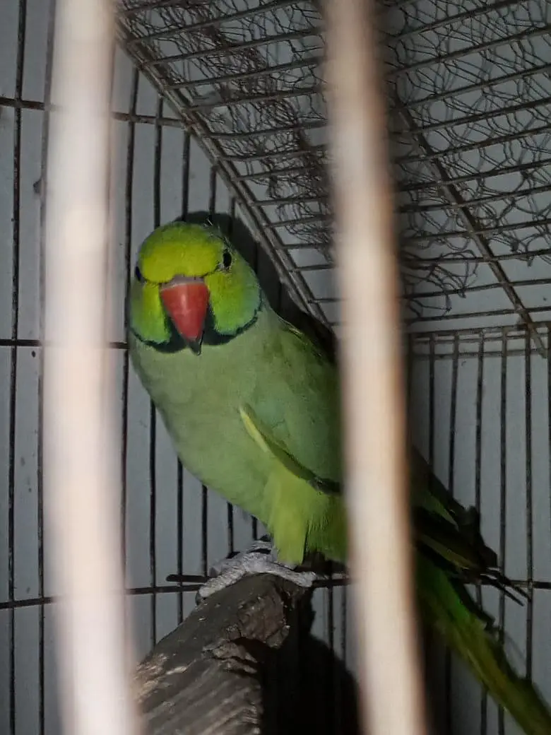 males available
